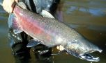 Científicos estudian la aparición de salmones en ríos de la Cuenca del Plata.