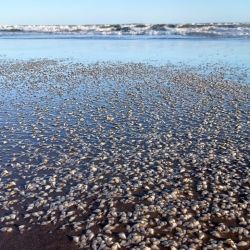 La municipalidad de La Costa recuerda a los bañistas que quitar las almejas de su hábitat natural está penado con multas.