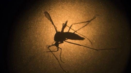 Dengue en Córdoba: dónde ponerse repelente para evitar ser picado por el Aedes aegypti