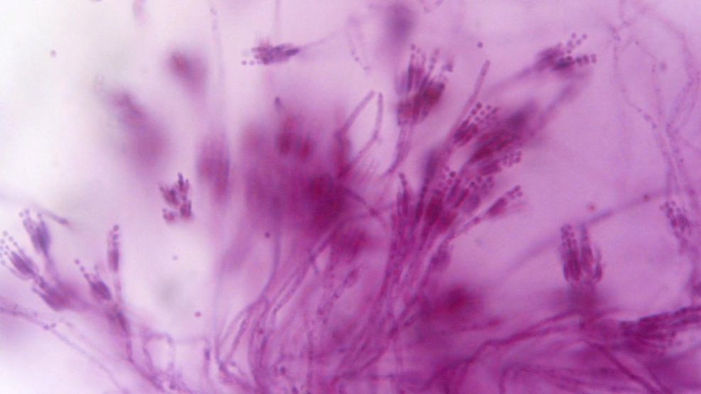 Biotecnología, medicamentos de origen natural.