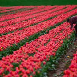 Un hombre trabaja en un campo de flores de tulipanes en La Brillanne, sureste de Francia. | Foto:CHRISTOPHE SIMON / AFP
