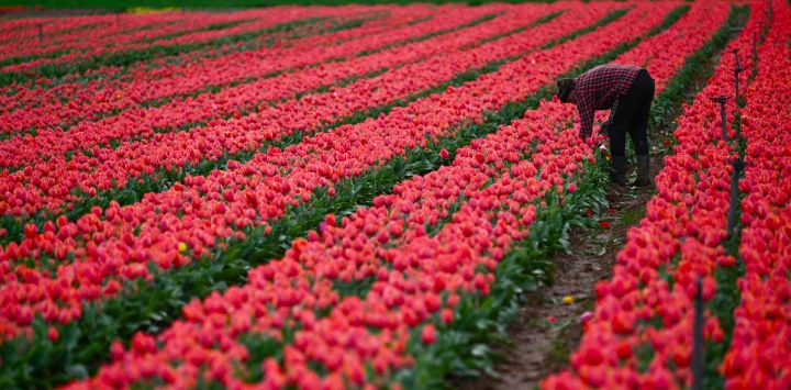 Un hombre trabaja en un campo de flores de tulipanes en La Brillanne, sureste de Francia.