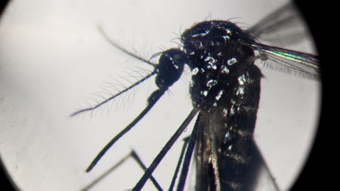 An Aedes aegypti mosquito is seen through a microscope at a laboratory of the Center for Parasitological and Vector Studies (CEPAVE) of the national scientific research institute CONICET, in La Plata, Buenos Aires Province, Argentina, on March 26, 2024.