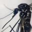 Latin America, Caribbean set for record dengue season