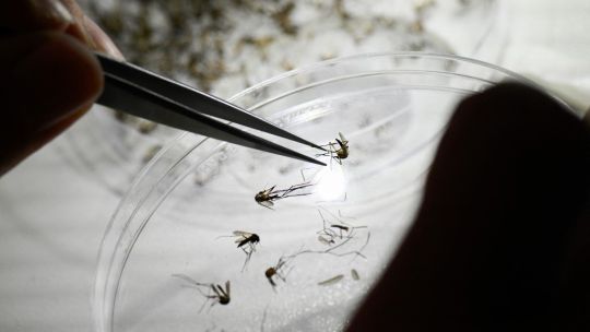 Muertes por dengue: cuándo y por qué la enfermedad puede generar cuadros graves en personas jóvenes
