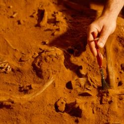 Los fósiles fueron encontrados por un grupo de mineros de oro.