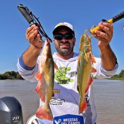 Tanto la manduva como su pariente, el mandubí, son clásicos de la pesca a flote en el río Paraná, especies que muchas veces brillan por su ausencia y en otras sorprenden por su abundancia.