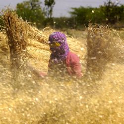 Una agricultora lleva gavillas de trigo cosechado para trillar, en una aldea en las afueras de Ajmer, India. | Foto:Himanshu Sharma / AFP
