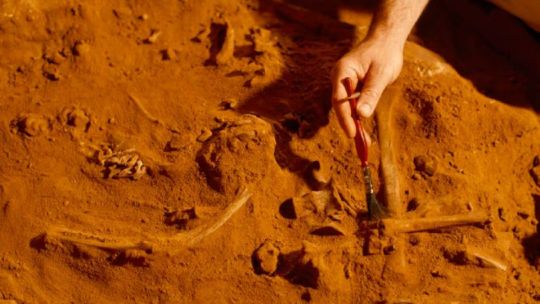 Increíble: mineros encuentran restos fósiles de una milenaria y gigantesca tortuga en Brasil