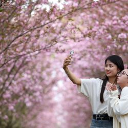 Imagen de personas tomando fotografías en un área ascénica, en el poblado de Chahe de Bijie, en la provincia de Guizhou, en el suroeste de China. El clima cálido y las flores brotantes están atrayendo a las personas fuera sus hogares para disfrutar de la primavera. | Foto:Xinhua/Mao Yuanhui