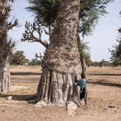 Un niño camina entre la quietud de los baobabs en Ndiaganiao. La pequeña ciudad senegalesa de Ndiaganiao salió del anonimato tras la llegada al poder de uno de sus hijos, Bassirou Diomaye Faye, que es el orgullo de sus habitantes. | Foto:JOHN WESSELS / AFP