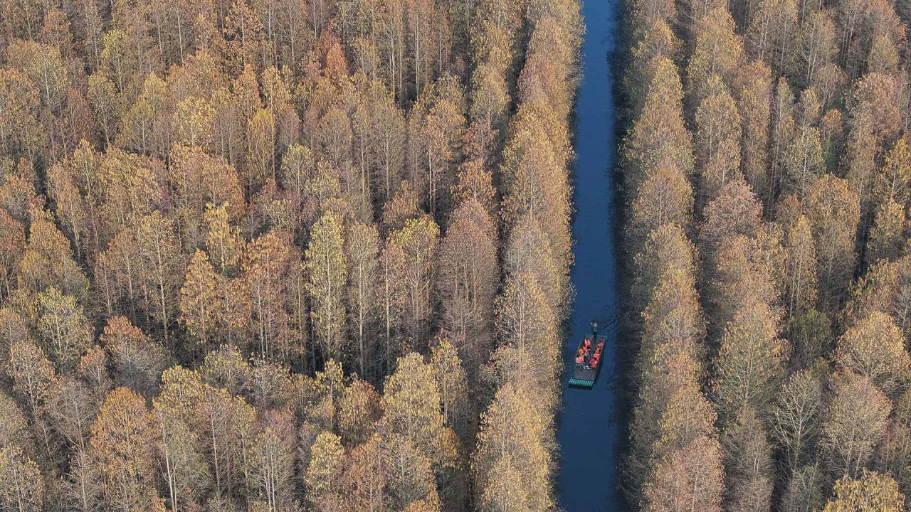 Vista aérea tomada con un dron de turistas navegando en una balsa de bambú en el punto escénico del bosque acuático de Jinhu, en el distrito de Jinhu, en la provincia de Jiangsu, en el este de China. | Foto:Xinhua/Ji Chunpeng
