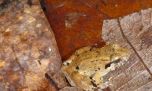 Descubren la rana con colmillos más pequeña del mundo en Indonesia