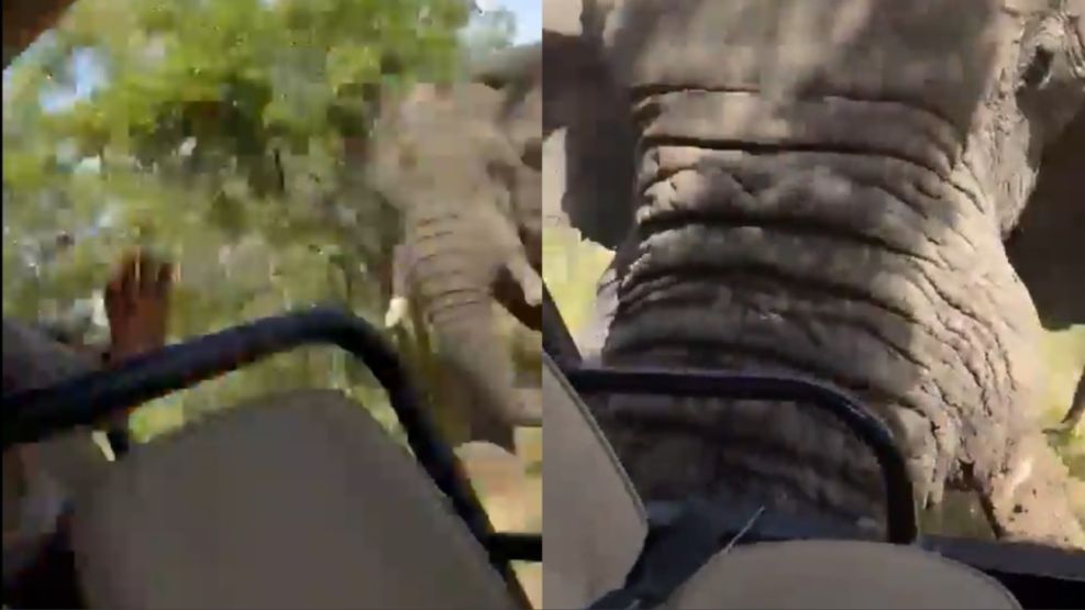 Murió una turista estadounidense tras ser atacada por un elefante durante un safari 20240404