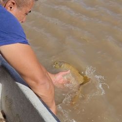 La pesca del dorado esta vedada y debe devolverse al agua en forma obligatoria. 