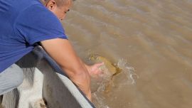 La pesca del dorado esta vedada y debe devolverse al agua en forma obligatoria.