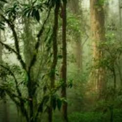 La iniciativa busca preservar a los bosques andinos de Argentina.