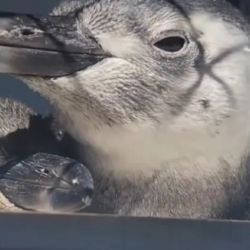 Algunos de los pingüinos magallánicos rescatados.