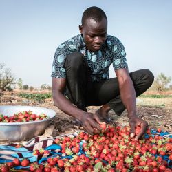 Yiwendenda Tiemtoré clasifica fresas en su campo en Uagadugú. En los suburbios de Uagadugú, las hojas redondas de las fresas están reemplazando al repollo y las ensaladas. Una “rareza” en el corazón del Sahel, las fresas de Burkina Faso invaden los puestos de los mercados locales, un “oro rojo” que ahora también se exporta más allá de las fronteras. | Foto:FANNY NOARO-KABRÉ / AFP