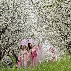 La gente camina bajo las flores de manzano silvestre en Handan, en la provincia de Hebei, en el norte de China. | Foto:AFP