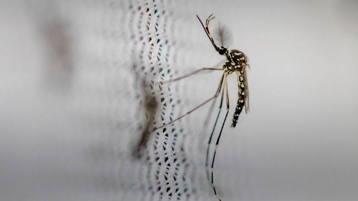 Argentina reported 233,000 cases of dengue so far during the Southern Hemisphere’s summer. 