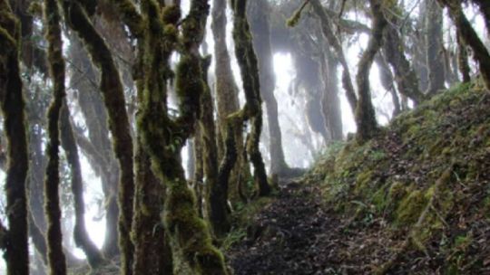 Una ONG argentina fue distinguida mundialmente por su lucha para rescatar a los bosques andinos