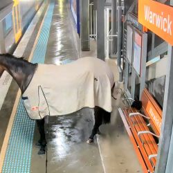 Esta captura de fotograma tomada de un video proporcionado por Transport of NSW muestra imágenes de seguridad de un caballo de carreras rebelde en una estación de tren en las afueras de Sydney. Los viajeros en una estación de tren suburbana de Australia esperaban un tren nocturno que los llevara a casa cuando se encontraron con un caballo. | Foto:Handout / TRANSPORTE DE NSW / AFP