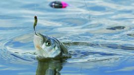 Una serie de tips para los aficionados que arrancan con esta apasionante especie.