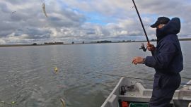 Una serie de tips para los aficionados que arrancan con esta apasionante especie.