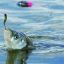 1104_pejerrey