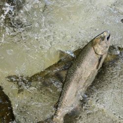 Los salmones estaban siendo llevados al río Imnaha en el Bosque Nacional Wallowa-Whitman.