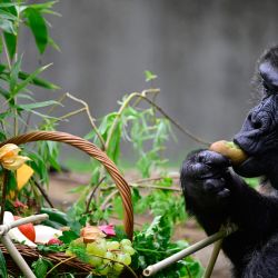 Fatou, conocida por ser la gorila hembra más vieja del mundo, se alimenta de un kiwi que recogió de una canasta que le regalaron en su recinto al aire libre un día antes de su 67 cumpleaños en el Jardín Zoológico de Berlín, Alemania. | Foto:JOHN MACDOUGALL / AFP
