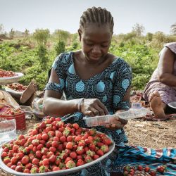 Los agricultores clasifican las fresas antes de venderlas en los mercados de Uagadugú, Burkina Faso. | Foto:FANNY NOARO-KABRÉ / AFP