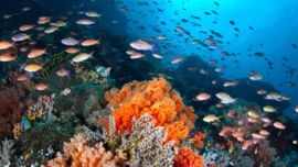 En esa zona todavía hay entre 6.000 a 8.000 especies esperando a ser descubiertas