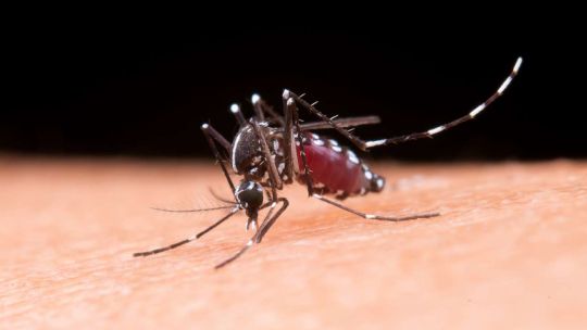 Epidemia de dengue: los casos de esta temporada superan los 269 mil y hay 197 fallecidos