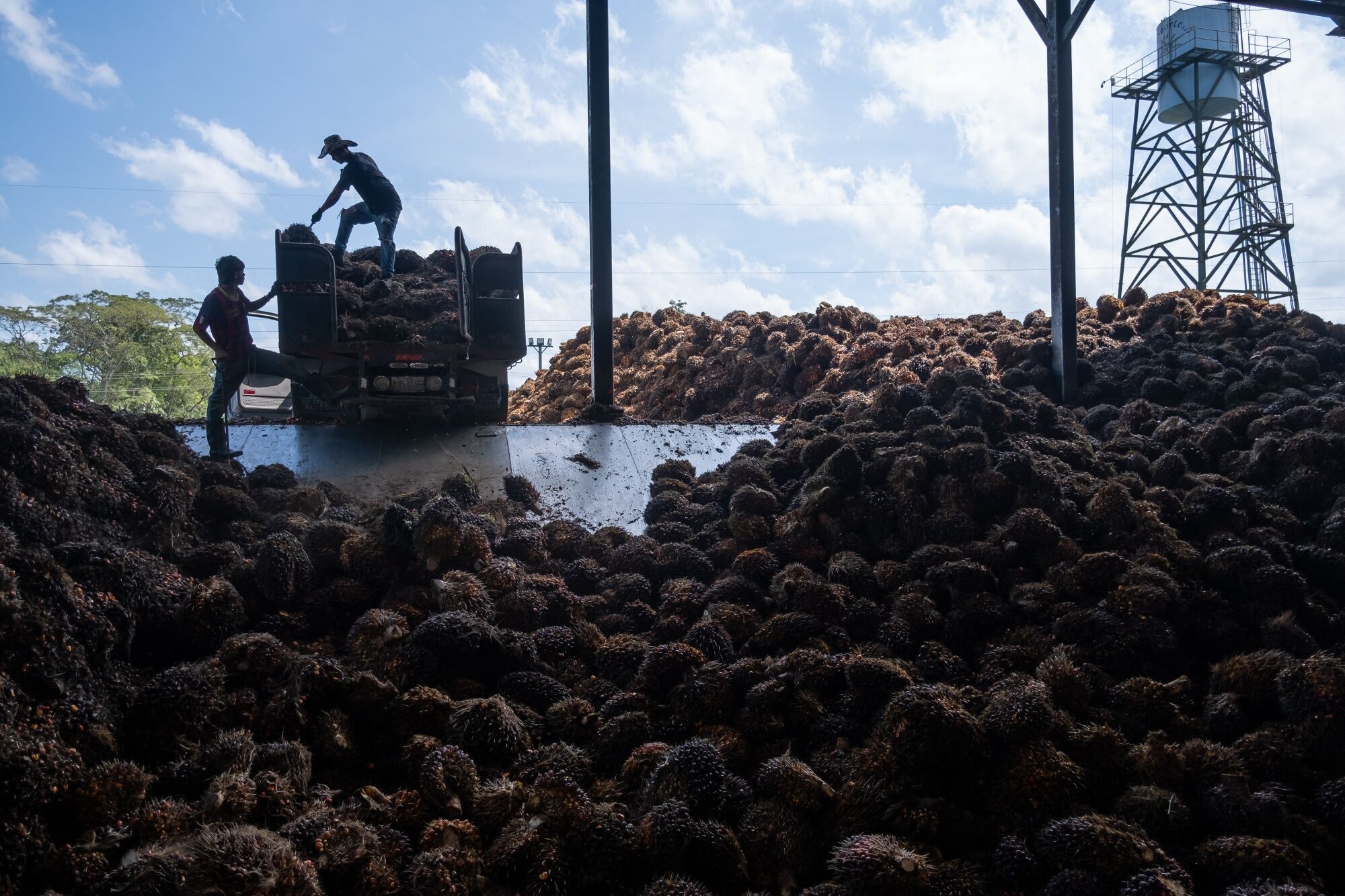Palm Oil Production In Colombia Poised to Climb For Fifth Year