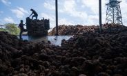 Palm Oil Production In Colombia Poised to Climb For Fifth Year
