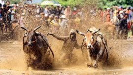 Un hombre participa en el Pacu Jawi, una carrera de toros tradicional, en Nagari Labuah, en Tanah Datar de Sumatra Occidental, Indonesia. El Pacu Jawi se celebra anualmente en campos de arroz fangosos para celebrar el final de la temporada de cosecha.