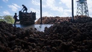 Palm Oil Production In Colombia Poised to Climb For Fifth Year