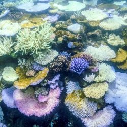 Esta fotografía submarina muestra corales blanqueados y muertos alrededor de la isla Lizard en la Gran Barrera de Coral, ubicada a 270 kilómetros (167 millas) al norte de la ciudad de Cairns. La famosa Gran Barrera de Coral de Australia está al borde del abismo, sufriendo uno de los eventos de blanqueamiento de corales más graves jamás registrados (el quinto en ocho años) y dejando a los científicos inseguros sobre su supervivencia. | Foto:DAVID GREY / AFP