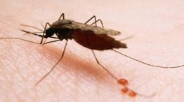 Según la Organización Mundial de la Salud (OMS), el paludismo o la malaria es una enfermedad letal transmitida a los humanos por algunos tipos de mosquitos.