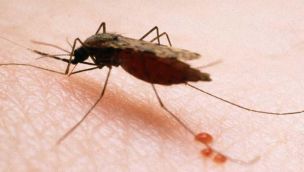 Según la Organización Mundial de la Salud (OMS), el paludismo o la malaria es una enfermedad letal transmitida a los humanos por algunos tipos de mosquitos.