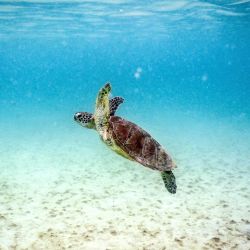 Esta fotografía submarina muestra una tortuga verde nadando en la Isla Lizard en la Gran Barrera de Coral, ubicada a 270 kilómetros (167 millas) al norte de la ciudad de Cairns. La famosa Gran Barrera de Coral de Australia está al borde del abismo, sufriendo uno de los eventos de blanqueamiento de corales más graves jamás registrados (el quinto en ocho años) y dejando a los científicos inseguros sobre su supervivencia. | Foto:DAVID GREY / AFP