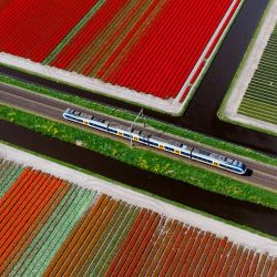 Imagen aérea tomada con un dron de campos de tulipanes, en Lisse, Países Bajos. | Foto:Xinhua/Meng Dingbo