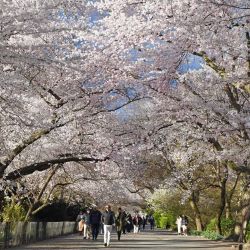 Imagen de personas caminando bajo flores de cerezo en Central Park, en Nueva York, Estados Unidos. | Foto:Xinhua/Li Rui