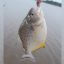 1704_palometas
