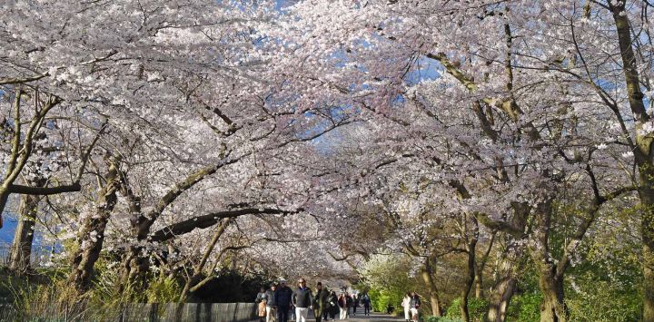 Imagen de personas caminando bajo flores de cerezo en Central Park, en Nueva York, Estados Unidos.
