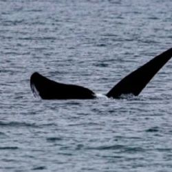 Puerto Madryn recibió a las primeras cuatro ballenas francas australes de la temporada.