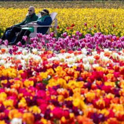 Imagen de turistas disfrutando de tulipanes florecientes en el parque Keukenhof, en Lisse, Países Bajos. | Foto:Xinhua/Meng Dingbo