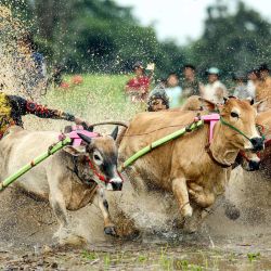 Un hombre participa en el Pacu Jawi, una carrera de toros tradicional, en Nagari Labuah, en Tanah Datar de Sumatra Occidental, Indonesia. El Pacu Jawi se celebra anualmente en campos de arroz fangosos para celebrar el final de la temporada de cosecha. | Foto:Xinhua/Yorri Farli
